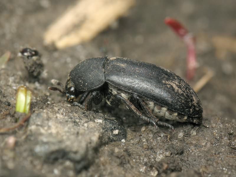 Dermestes laniarius Illiger, 1801